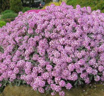 Alyssum spinosum 'Roseum'